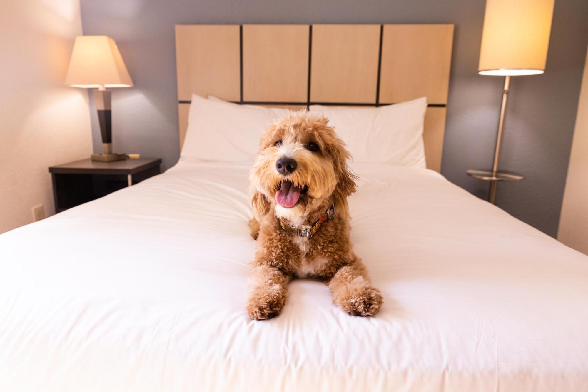 Sonesta Simply Suites Parsippany موريس بلينز المظهر الخارجي الصورة
